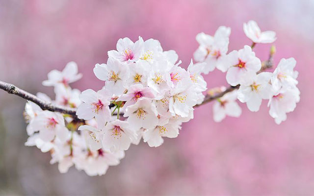 フォーチュンイメージ